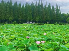 -宜兴龙背山森林公园