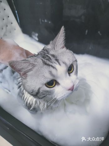 今天洗了一个大宝贝，它叫大福，是个男孩，美短加白