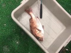 -ジャンボ釣船 つり吉(新世界店)