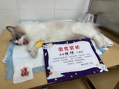 -瑞派宠物医院·内科·软组织·绝育中心(沈阳八纬路分院)