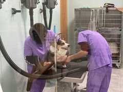 -中农大我爱我爱动物医院·核磁CT·猫病·24小时夜诊中心(石佛营店)