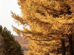 -塞罕坝国家级自然保护区