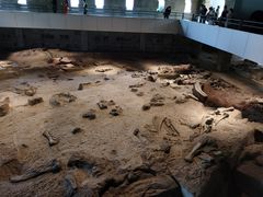 -自贡恐龙博物馆