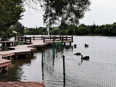 -五缘湾湿地公园
