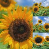 湖边还有小孩滑梯等娱乐设施