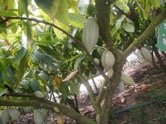 -歌斐颂巧克力小镇