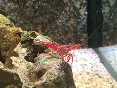 -暹罗海洋世界