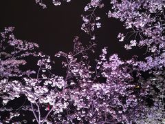 -西北湖绿化广场