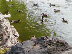 -团结湖公园