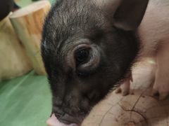 -藦茜花园宠物主题亲子互动体验馆(国顺东路店)