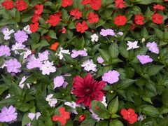 -庐山风景区花径公园