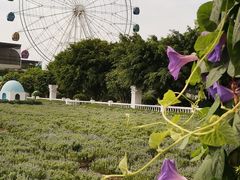 -百万葵园
