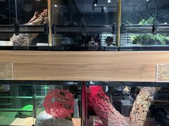 -酷以爬仙阁实体爬宠店·守宫·蜥蜴·专业繁育