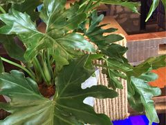-蜜桃餐厅·江浙融合菜(荟聚购物中心店)
