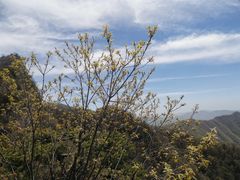 -王顺山国家森林公园