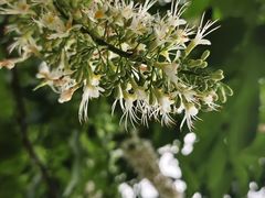 -上海佘山国家森林公园天马山园