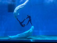 -芜湖新华联大白鲸海洋公园