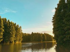 -上海海湾国家森林公园