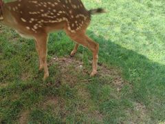 -栾川竹海野生动物园