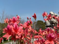 -上海鲜花港