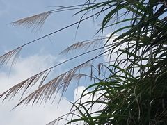 -火炉山森林公园