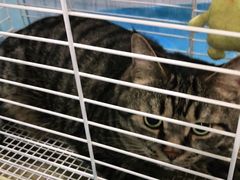 -纳吉亚猫专科动物医院·北北分院