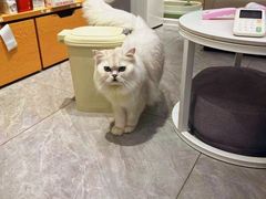 -爱洗澡的猫(天河路店)