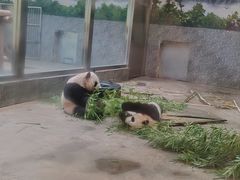 -西安秦岭野生动物园