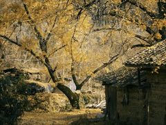 -千年银杏谷文化旅游区