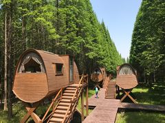 -黄海国家森林公园