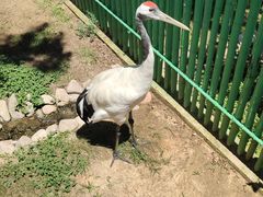 -西霞口神雕山野生动物世界