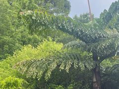-昆明植物园