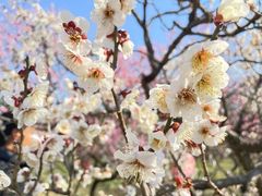 -梅花山(明孝陵内)