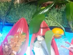 -“香”全日餐厅·株洲大汉希尔顿酒店