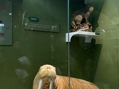 -国家自然博物馆