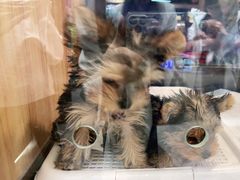 -FAELING PETS美天灵宠物(富力广场店)