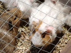 -酷嗒动物文化乐园(cutezoo西溪乐天城店)