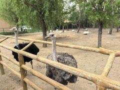 -大连森林动物园