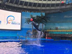 -海合安成都极地海洋公园