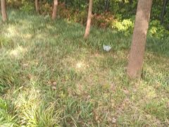 -黄兴公园