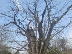 -上海佘山国家森林公园天马山园