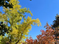 -香山公园