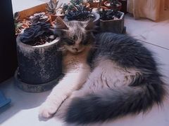 -吉丁鸟咖·异宠·寄养