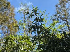 -前小桔亲子创意农场·草莓采摘·露营烧烤