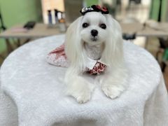 -鑫艺宠物美容培训学校