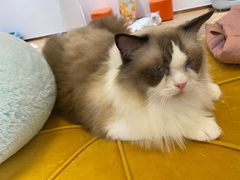 -1013 PET SHOP精品宠物商店(丁香店)