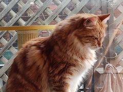 -MOCHA明星猫咖(田子坊店)