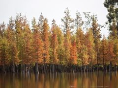 -白鹭湾湿地公园