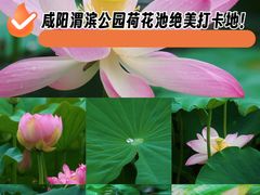 -渭滨公园