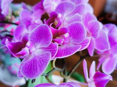 -双季花艺园艺市场(浦东店)